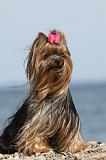 YORKSHIRE TERRIER 281